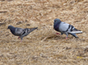 Rock Doves (Pigeons)